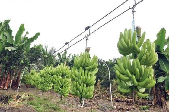 Stahlbauernhof-Bananen-Kabelbahn-Rollen-Laufkatze mit Lagern