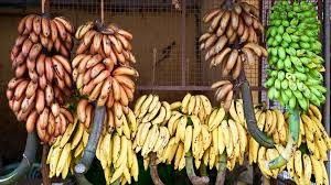 Landwirtschaftliche Kabelbahn-Rollen-Laufkatze der Bananen-250KG für schnelle Transport-Hardware-Banane Garruchas